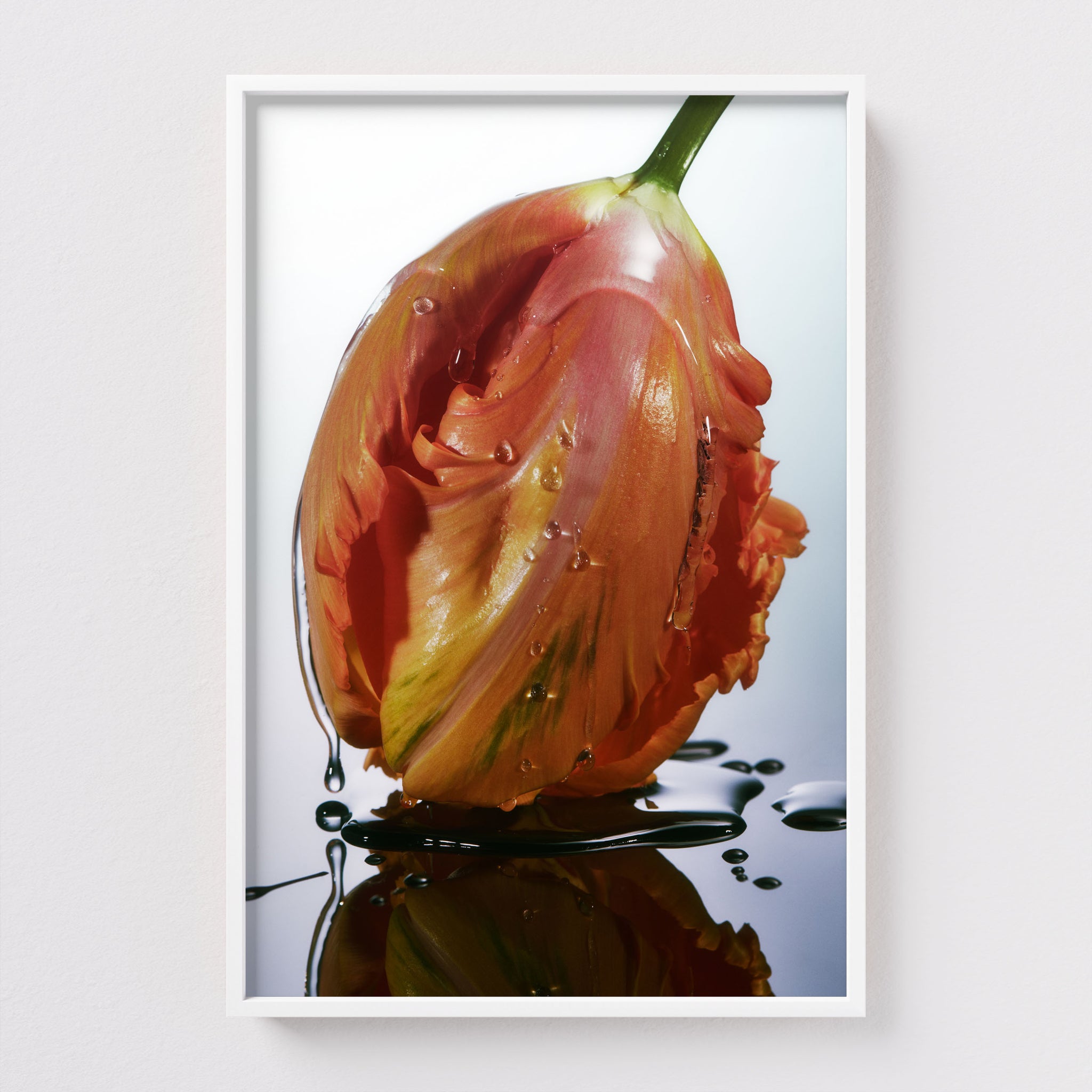 Fine Art print Glazed Parrot by Sebastian Mader in white frame